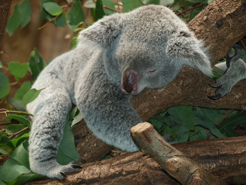 koala small