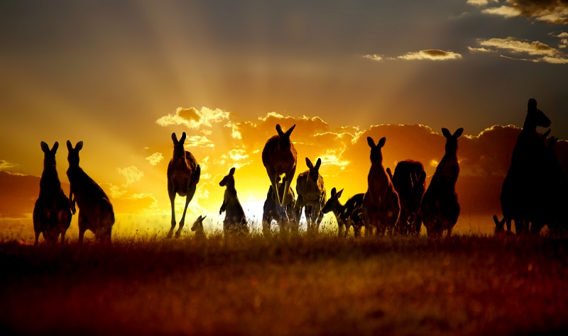 roos at sunset small